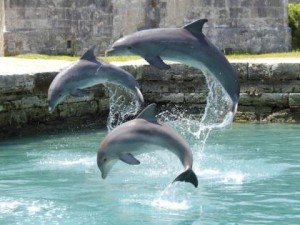 Bermuda Dolphins