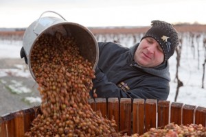 3-Collecting-Frozen-Grapes