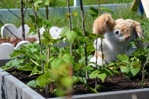 B. Rabbit in Garden (1)